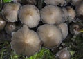 Coprinopsis atramentaria is commonly known as the common inkcap or tippler\'s roania Royalty Free Stock Photo