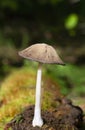 Coprinopsis atramentaria is commonly known as the common inkcap or tippler\'s roania. Royalty Free Stock Photo