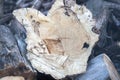 Tree stumps in cluster, fuel for the fire. Background, wallpaper, close-up. Royalty Free Stock Photo