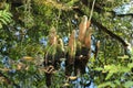 Tree stumps Corkscrew Swamp Sanctuary Naples Florida Royalty Free Stock Photo