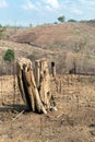 Tree stumps after deforestation and burn for agriculture