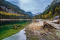 Tree stumps after deforestation near autumn Gosauseen lake, Upper Austria