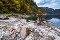 Tree stumps after deforestation near Gosauseen or Vorderer Gosausee lake, Upper Austria. Autumn Alps mountain lake with clear