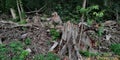 Tree stumps in deforested area