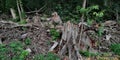 Tree stumps in deforested area Royalty Free Stock Photo