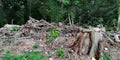 Tree stumps in deforested area Royalty Free Stock Photo