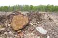Tree stumps on felled forest. Royalty Free Stock Photo
