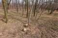 Tree stumps and felled forest. Deforested area in a forest with cutted trees. Cut down trees in forest on felling. tree stumps on