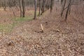 Tree stumps and felled forest. Deforested area in a forest with cutted trees. Cut down trees in forest on felling. tree stumps on Royalty Free Stock Photo