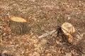 Tree stumps and felled forest. Deforested area in a forest with cutted trees. Cut down trees in forest on felling. tree stumps on Royalty Free Stock Photo