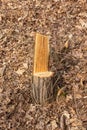 Tree stumps and felled forest. Deforested area in a forest with cutted trees. Cut down trees in forest on felling. tree stumps on Royalty Free Stock Photo