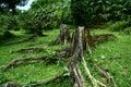 Tree stumps in a field with fresh green grass Royalty Free Stock Photo