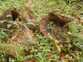 Tree stumps in grass Royalty Free Stock Photo