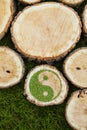 Tree stumps on the grass with ying yang symbol Royalty Free Stock Photo