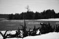 Tree Stumps Matching Forest Outline - Black And White