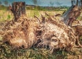 Tree stumps after road side trees have been cutdown and then extracted after they have overgrown along pavements Royalty Free Stock Photo