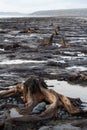 The submerged forest on the beach at Borth in west Wales Royalty Free Stock Photo