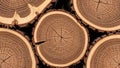 Tree Stumps with Visible Growth Rings Royalty Free Stock Photo