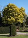 Tall tree with stunning yellow mimosa blossom, photographed in Regent`s Park, London UK in spring.