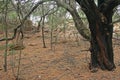 TREE WITH STURDY TRUNK IN A WOODED AREA Royalty Free Stock Photo