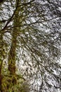 tree in subtropics overgrown with moss Royalty Free Stock Photo