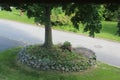 A tree in the suburbs of new york