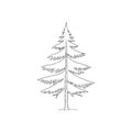 Tree such as a spruce Picea or fir Abies both common in temperate and Royalty Free Stock Photo