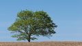 Tree In Summer Breeze