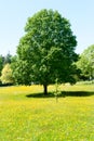 Tree and summer meadow Royalty Free Stock Photo