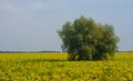 Tree among a summer sunflower field Royalty Free Stock Photo