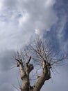 Tree with sun light blue cluod copy space