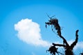 Tree in sun rays. Silhouette. Lonely tree. Tree against the Storm cloud and blue sky background. Background photo of Cloudy