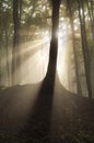 Tree with sun shining in enchanted forest with fog Royalty Free Stock Photo