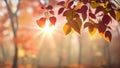 Tree with sun shining through leaves, great art, autumn, pink background.