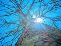 Tree,Sun, sky blue Royalty Free Stock Photo