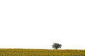 Tree in sunflower field near Tekirdag Royalty Free Stock Photo