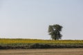 Tree in sunflower field near Tekirdag Royalty Free Stock Photo