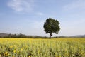 Tree and sunflower fields Royalty Free Stock Photo