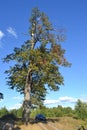 Tree on a sunny day by the shore Royalty Free Stock Photo