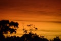 A tree with a sunrise in the background in Hazelbrook Royalty Free Stock Photo