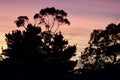 A tree with a sunrise in the background at Hazelbrook, NSW Royalty Free Stock Photo
