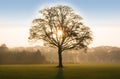 Tree in sunrise with backlit