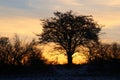 The tree in the sunrise iin yellow and orange colors Royalty Free Stock Photo