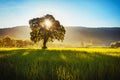 tree and sunrise over mountain Royalty Free Stock Photo