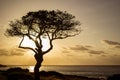 Tree Sunrise Silhouette