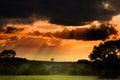 Tree at sunset