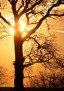 Tree at sunset Royalty Free Stock Photo