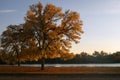 Tree at Sunset