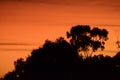 A tree with a sunrise in the background in the Blue Mountains Royalty Free Stock Photo