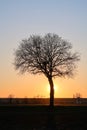 Tree sunset backlight silhouette panorama sun landscape nature horizon sun low detail Italy Italian Royalty Free Stock Photo